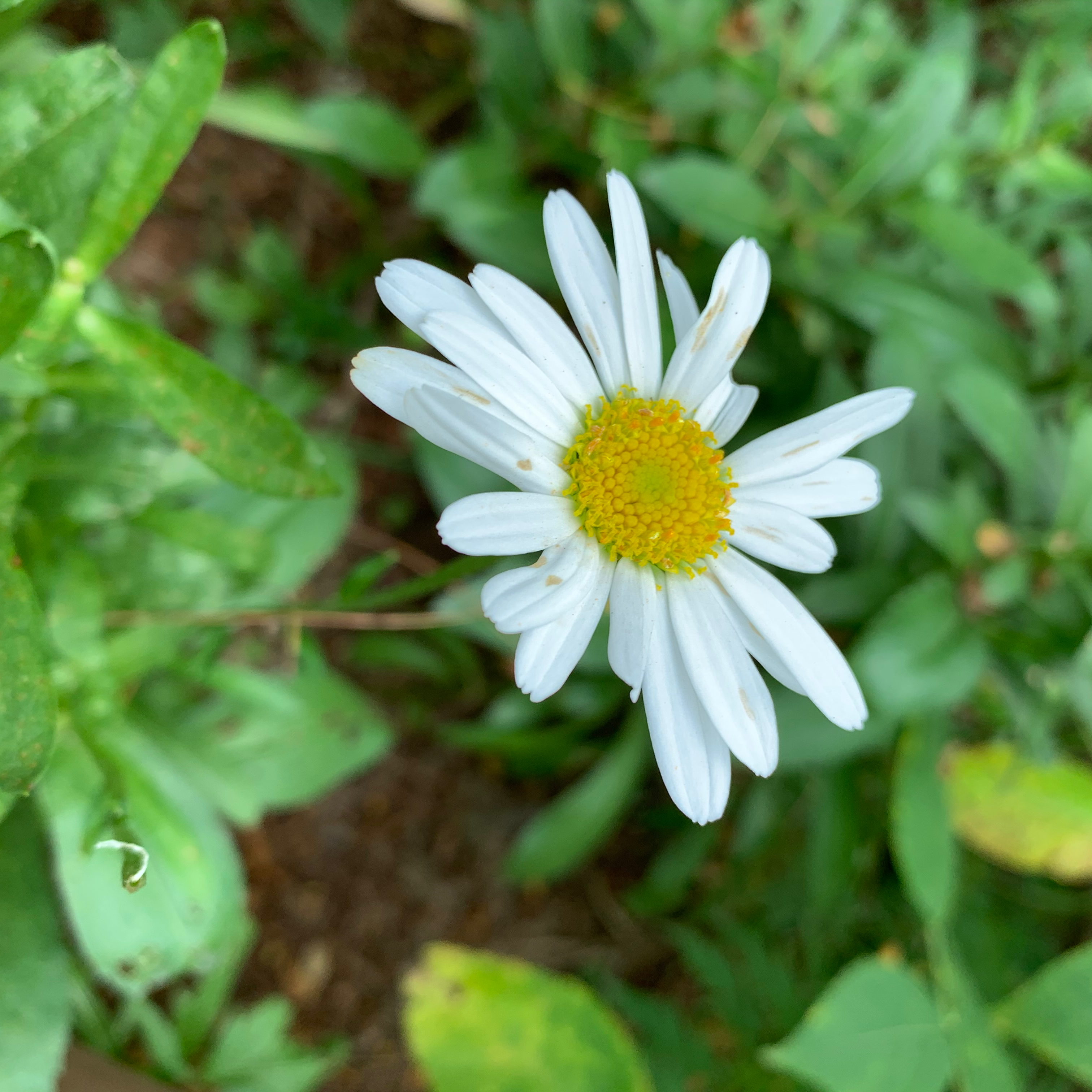 Marianne Gallivan profile picture