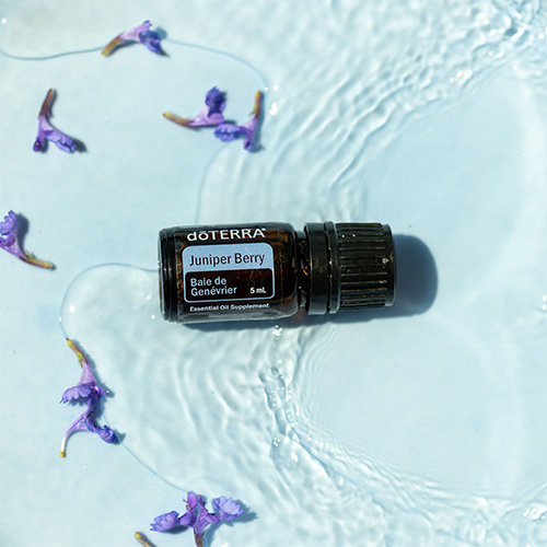 Juniper Berry Oil Uses and Benefits doTERRA Essential Oils