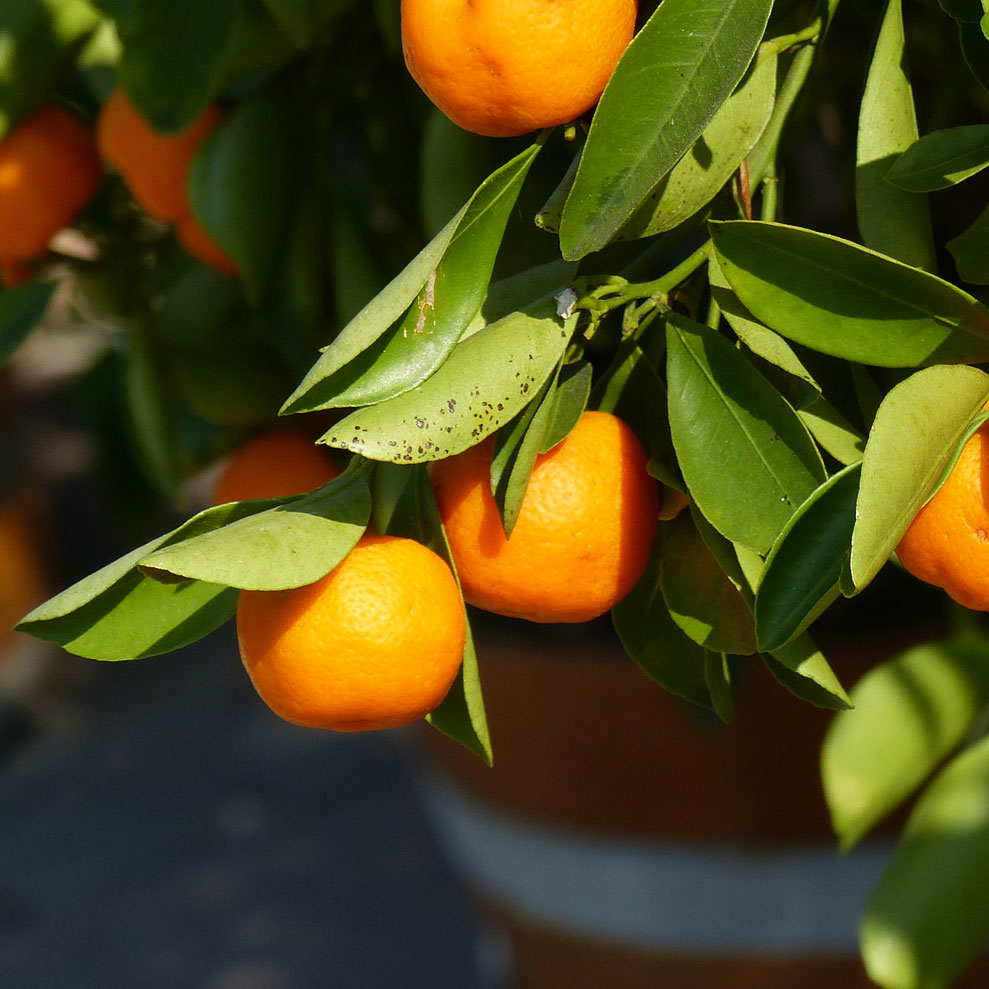 Nourishing Your Hair and A Look at Clementine doTERRA Essential Oils