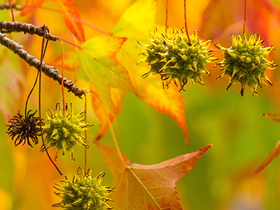 Sweet Gum Essential Oil - PastTense Stick Sweet Gum NFR Ingredients Mobile