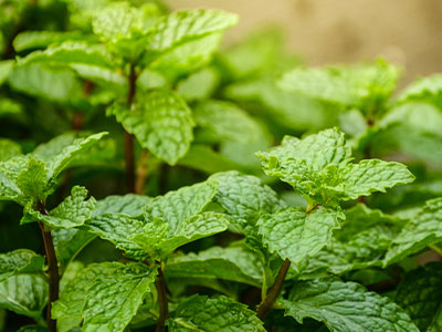 400x300-summer-refresh-bogo-bundle-spearmint-ingredient.jpg