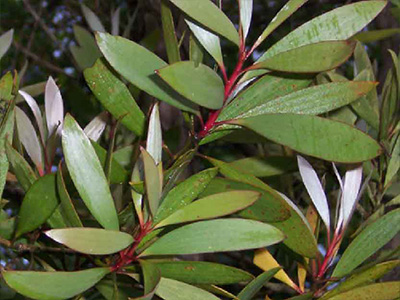 Niaouli - DDR Prime Essential Oil Blend Ingredients Mobile