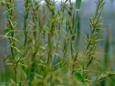 Palmarosa Plant
