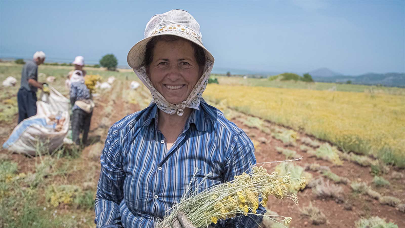 Helichrysum Farmer