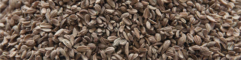 Carrot Seed Oil - ClaryCalm Oil Ingredient Desktop