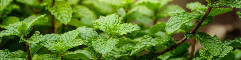 800x200-summer-refresh-bogo-bundle-spearmint-ingredient.jpg