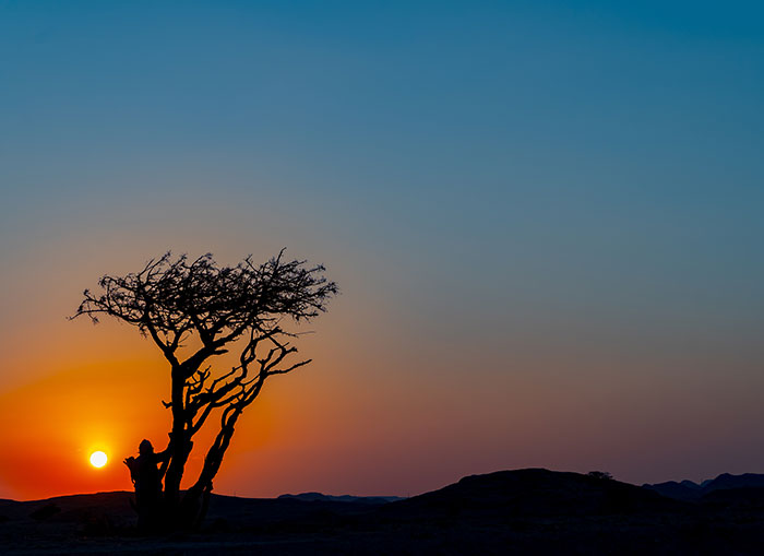 Sunset on a frankincense tree