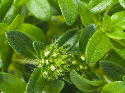 Summer Savoury - DDR Prime Essential Oil Blend Ingredients Mobile