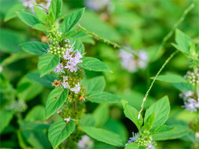 400x300-summer-refresh-bogo-bundle-peppermint-ingredient.jpg