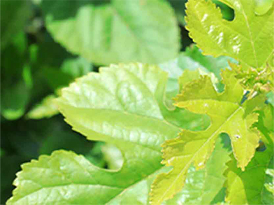 Medicinal Ingredients - MetaPWR Assist Ingredient Mobile