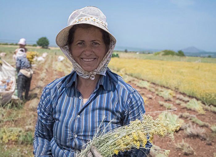 Helichrysum Farmer