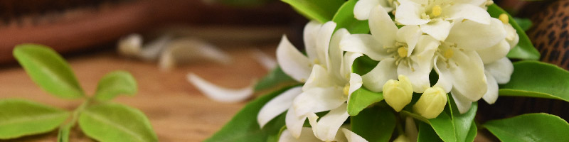 Ingredient - Amyris Hygge Desktop