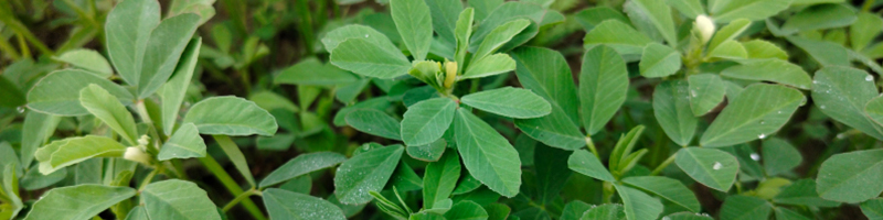 800x200-fenugreek.jpg
