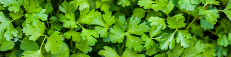Cilantro- Revitazen Blend Oil NFR Ingredients Desktop