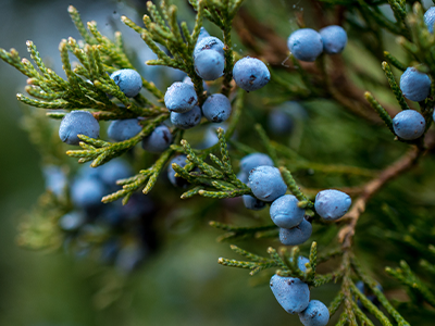 Juniper Berry- Revitazen Blend Oil NFR Ingredients Mobile