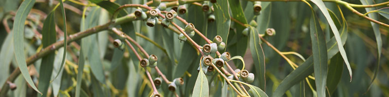 800x200-summer-refresh-bogo-bundle-eucalyptus-ingredient.jpg