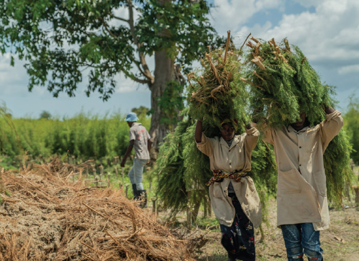 People loading a tree image