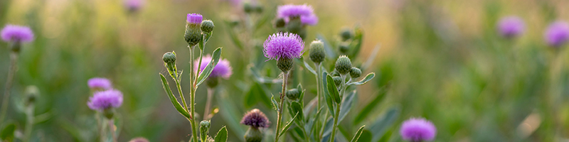 Thistle flower image