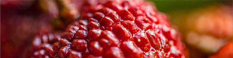 Medicinal Ingredients - Mito2Max Capsules NHP Ingredients Desktop