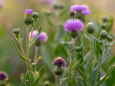 Thistle flower image