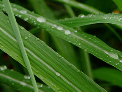 Lemongrass - sun Face Moisturizer Mobile