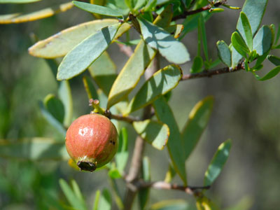 Sandalwood plant
