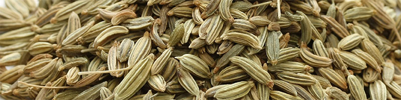 Fennel Oil - ZenGest Oil Blend Ingredients List Desktop