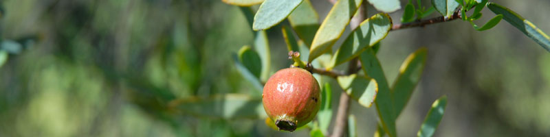 Sandalwood plant