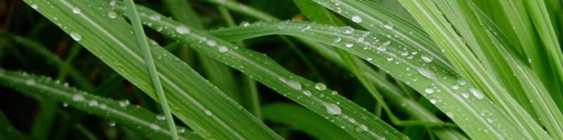 Lemongrass - sun Face Moisturizer Desktop