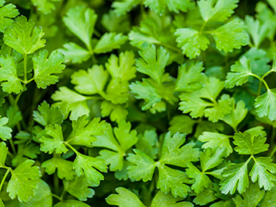 Cilantro- Revitazen Blend Oil NFR Ingredients Mobile