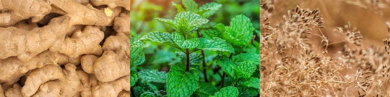 Medicinal Ingredients - Deep Blue Polyphenol Complex NHP Desktop