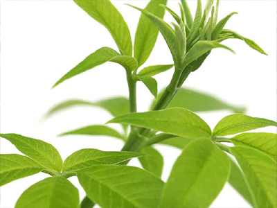 Vitex Oil - ClaryCalm Oil Ingredient Mobile