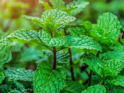 Medicinal Ingredients - Deep Blue Polyphenol Complex NHP Mobile