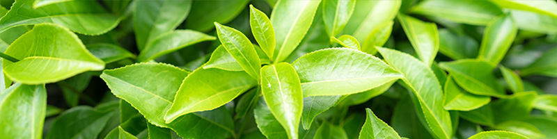 Easy Air Blend Oil Ingredients - Tea Tree Oil Desktop