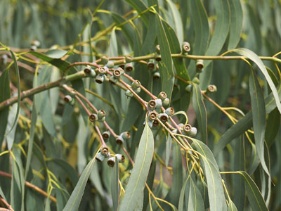 400x300-summer-refresh-bogo-bundle-eucalyptus-ingredient.jpg