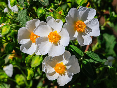 Labdanum Flower