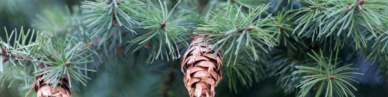 Fir Tree