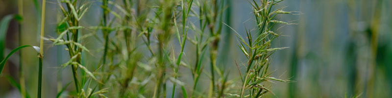Palmarosa Plant