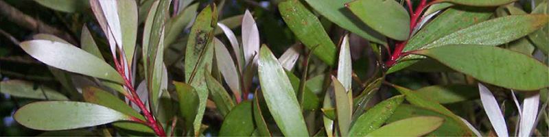 Niaouli - DDR Prime Essential Oil Blend Ingredients Desktop