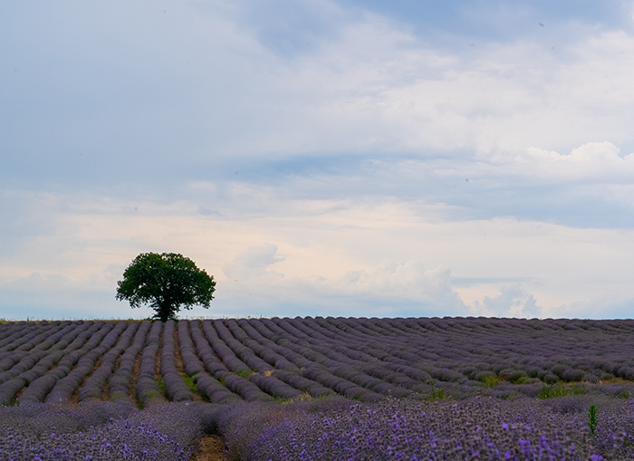 Lavander Field Image
