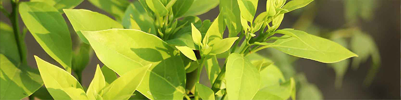 Easy Air Blend Oil Ingredients - Ravensara Oil Desktop
