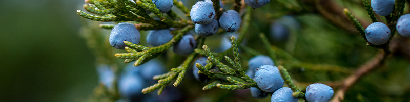 Juniper Berry- Revitazen Blend Oil NFR Ingredients Desktop