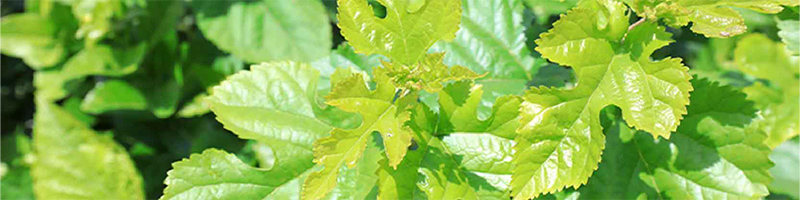 Medicinal Ingredients - MetaPWR Assist Ingredient Desktop