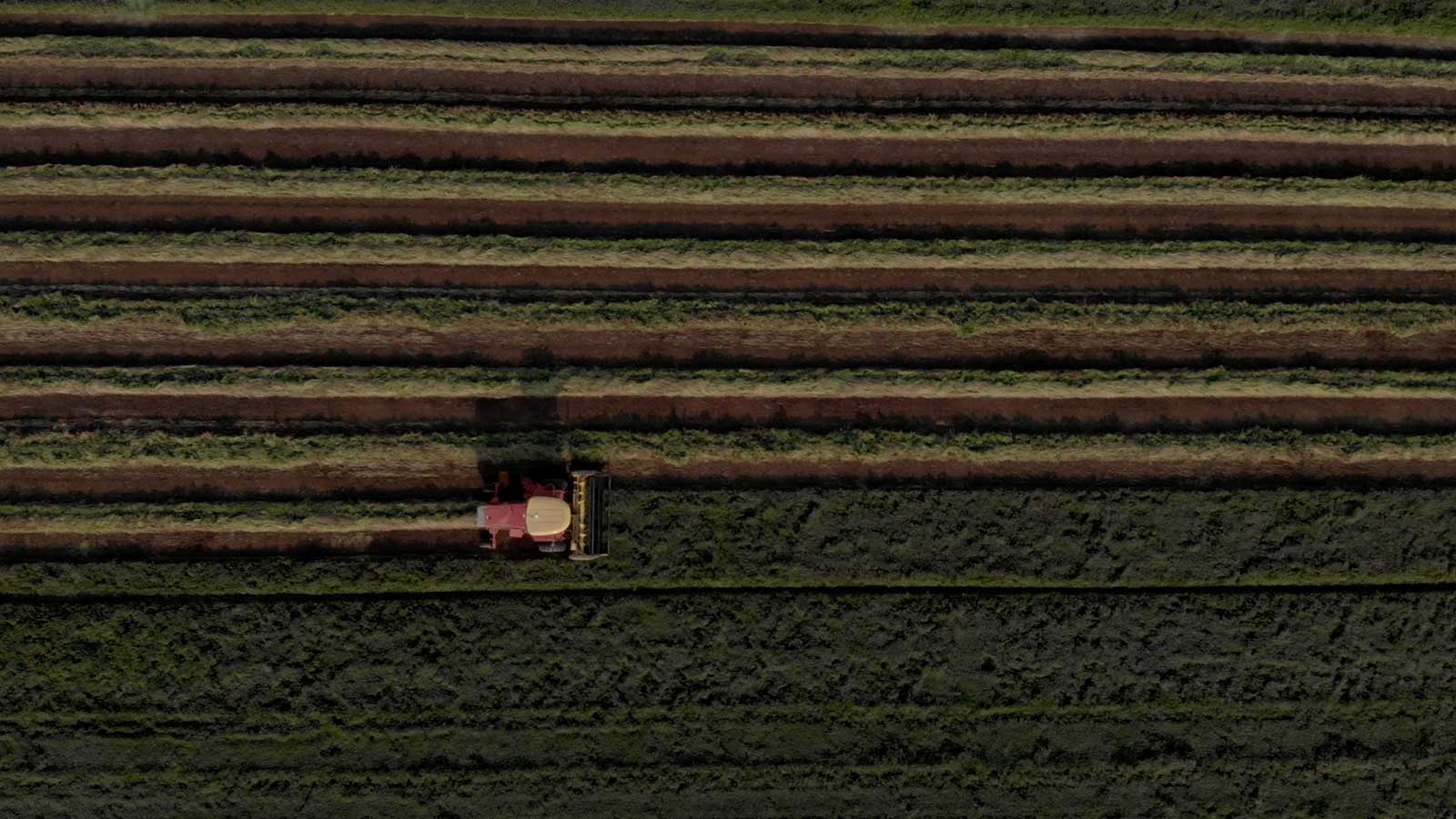 Rows of Peppermint being harvested by vehicle. 