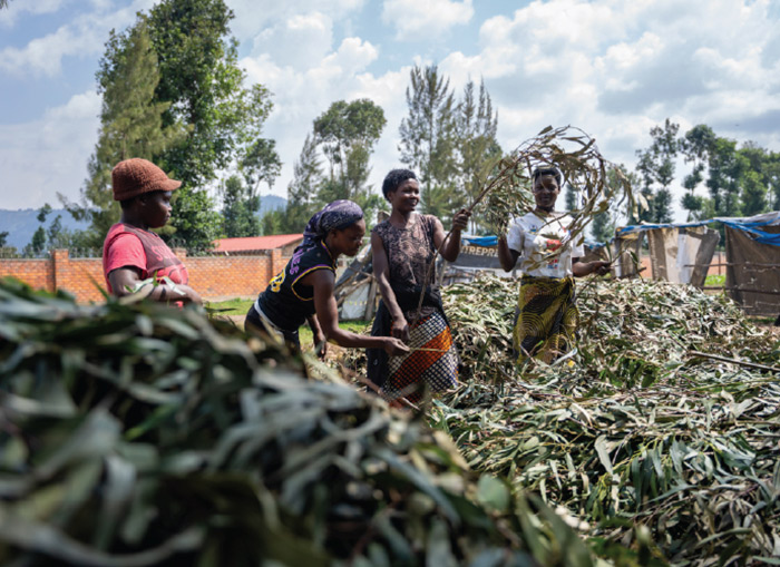 People harvesting leafs image