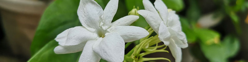 Jasmine Flower