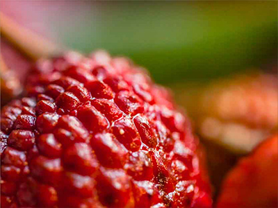 Medicinal Ingredients - Mito2Max Capsules NHP Ingredients Mobile