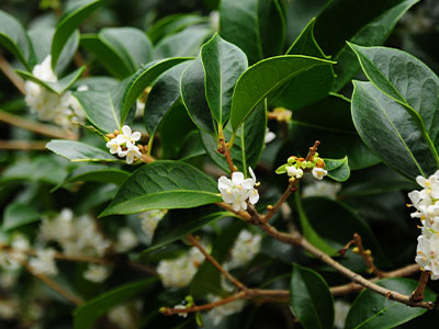 Osmanthus Plant