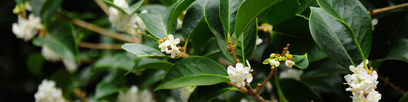 Osmanthus Plant