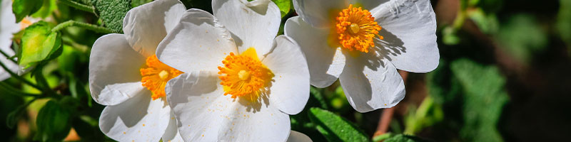 Labdanum Flower